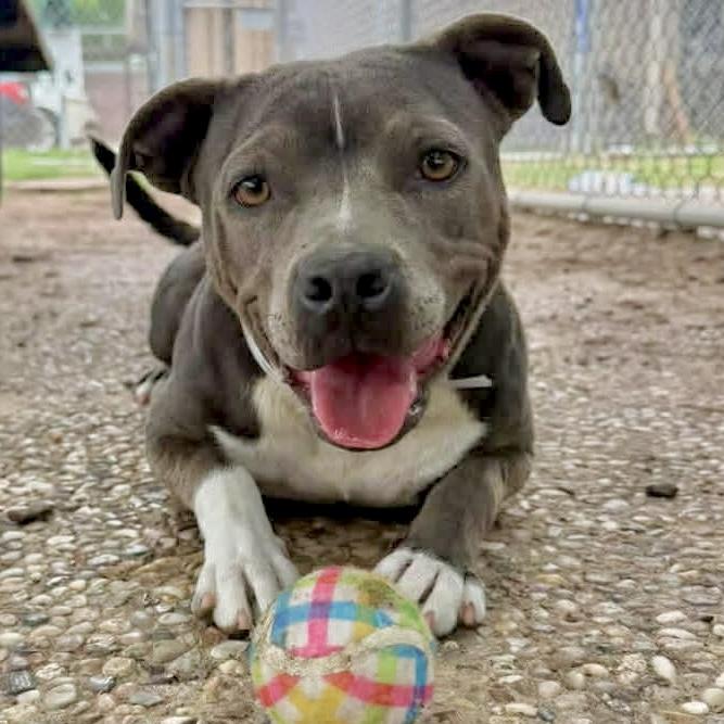 Enlarge Stormy, a ADOPTABLE mixed breed in Mead, CO image 2/5