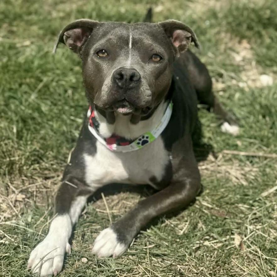 Stormy, ADOPTABLE, Adult Female Pit Bull Terrier.