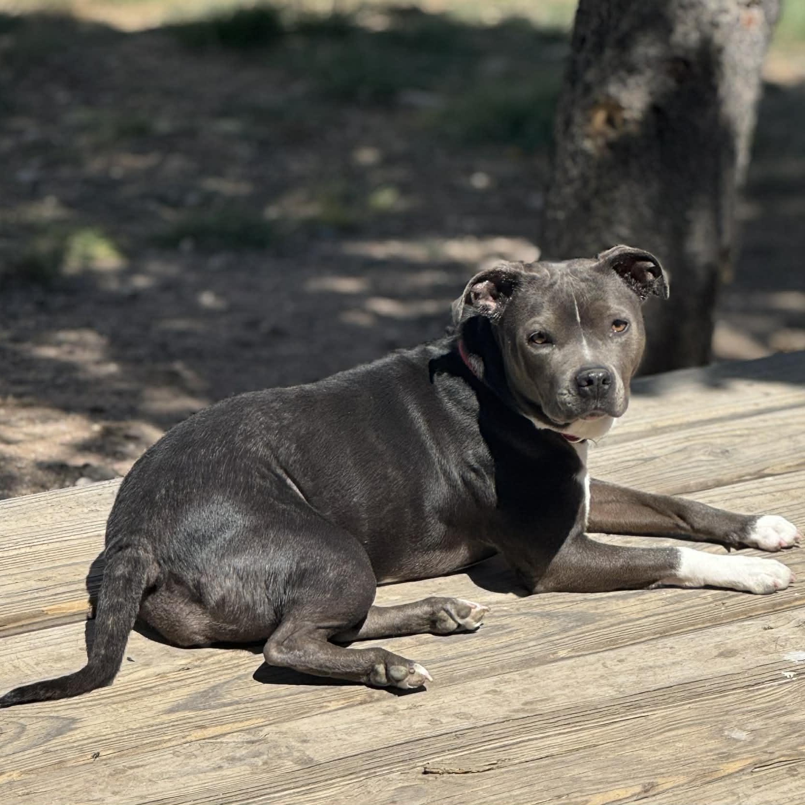 Enlarge Stormy, a ADOPTABLE mixed breed in Mead, CO image 5/5