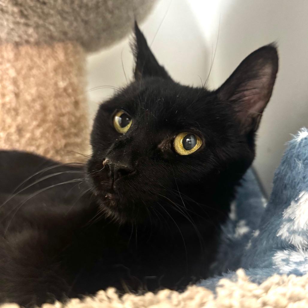 Chichi, Adoptable, Senior Female Bombay.