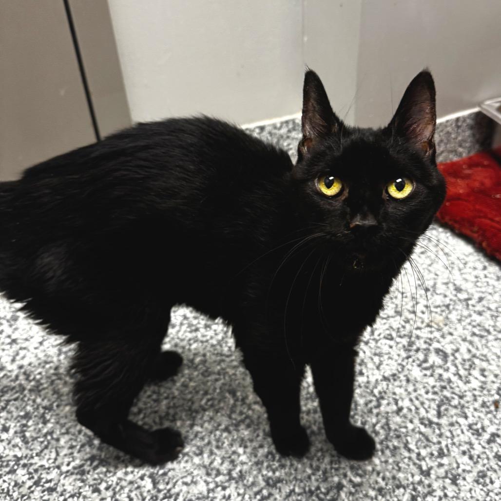 Enlarge Chichi, a Adoptable Bombay in Brookfield, WI image 2/4