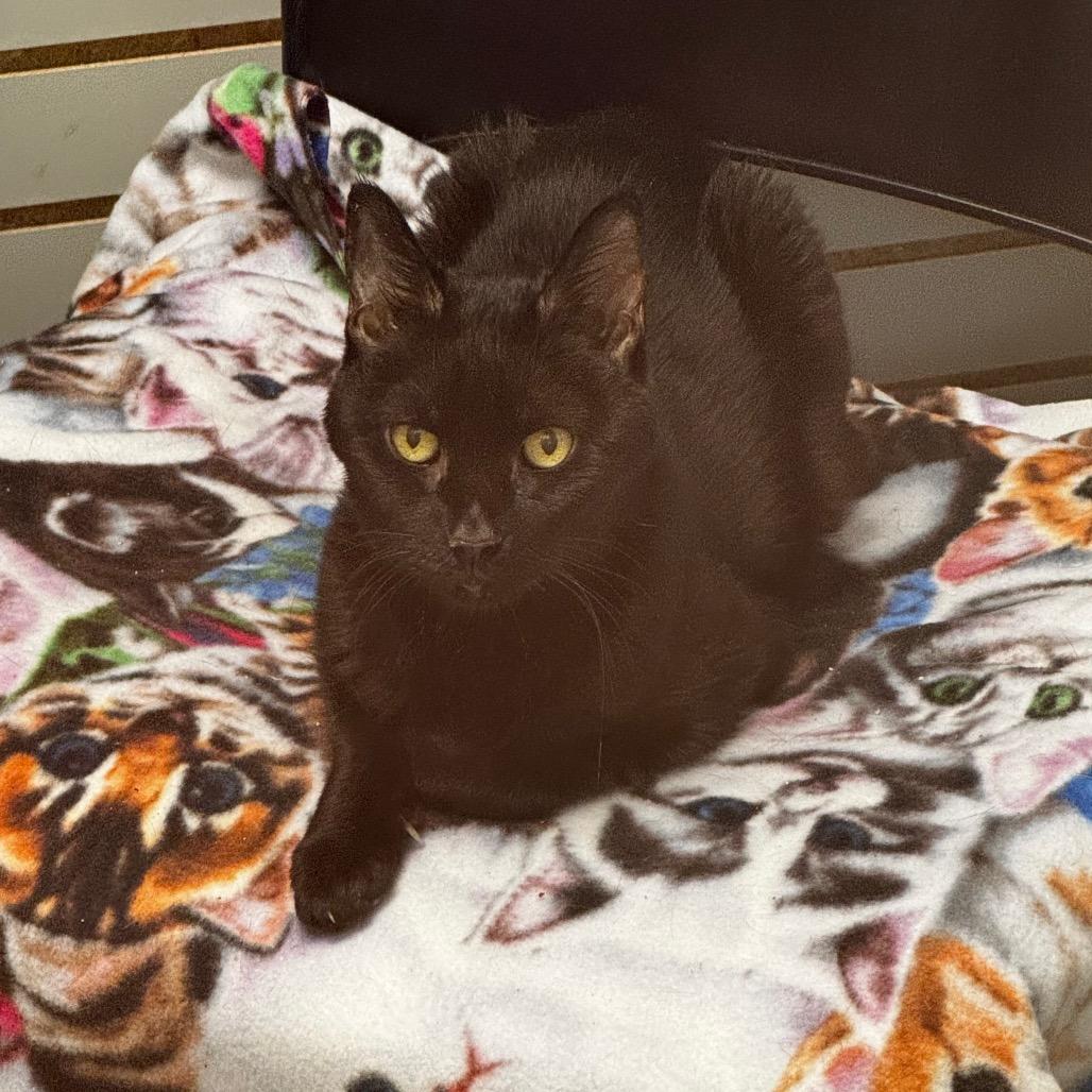 Enlarge Chichi, a Adoptable Bombay in Brookfield, WI image 3/4