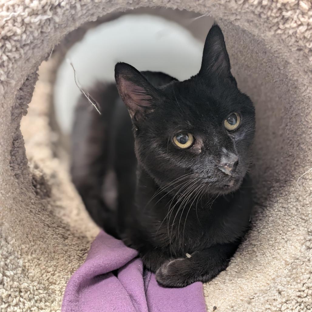 Enlarge Chichi, a Adoptable Bombay in Brookfield, WI image 4/4