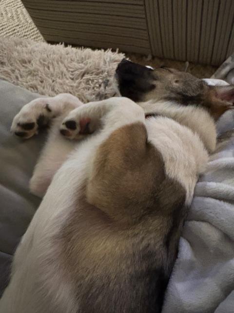 Enlarge Ranger, a Adoptable mixed breed in Colorado Springs, CO image 3/3