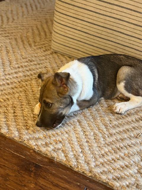 Enlarge Ranger, a Adoptable mixed breed in Colorado Springs, CO image 2/3