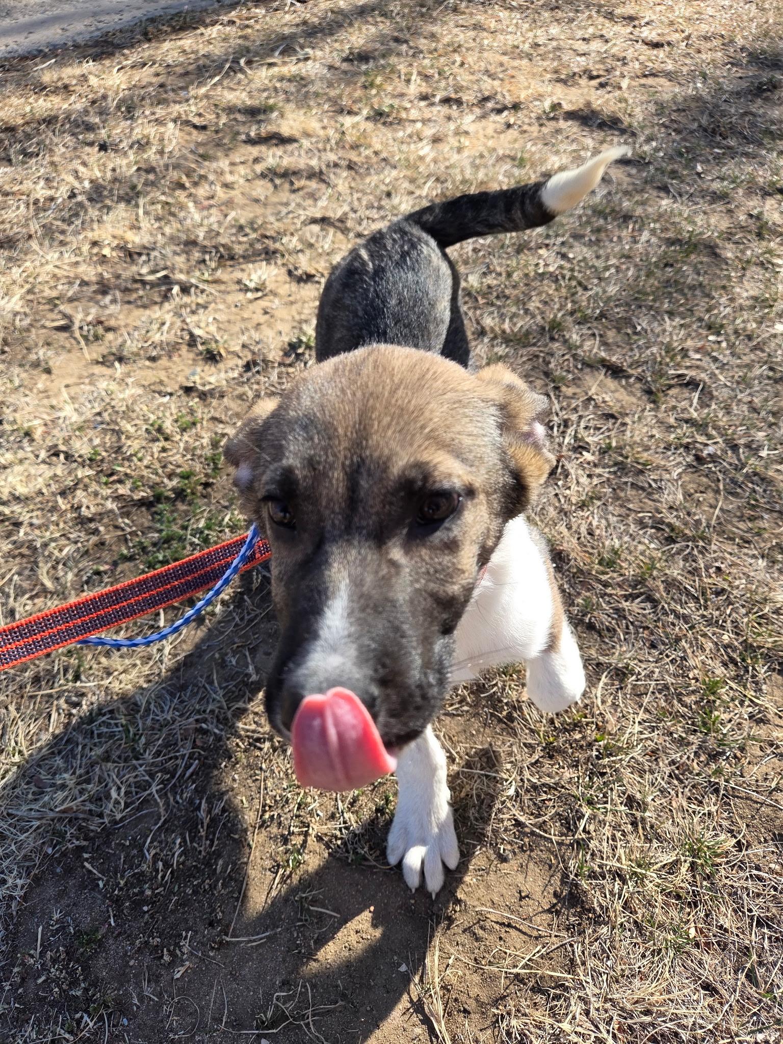 Hyper, Adoptable, Puppy Male Shepherd.