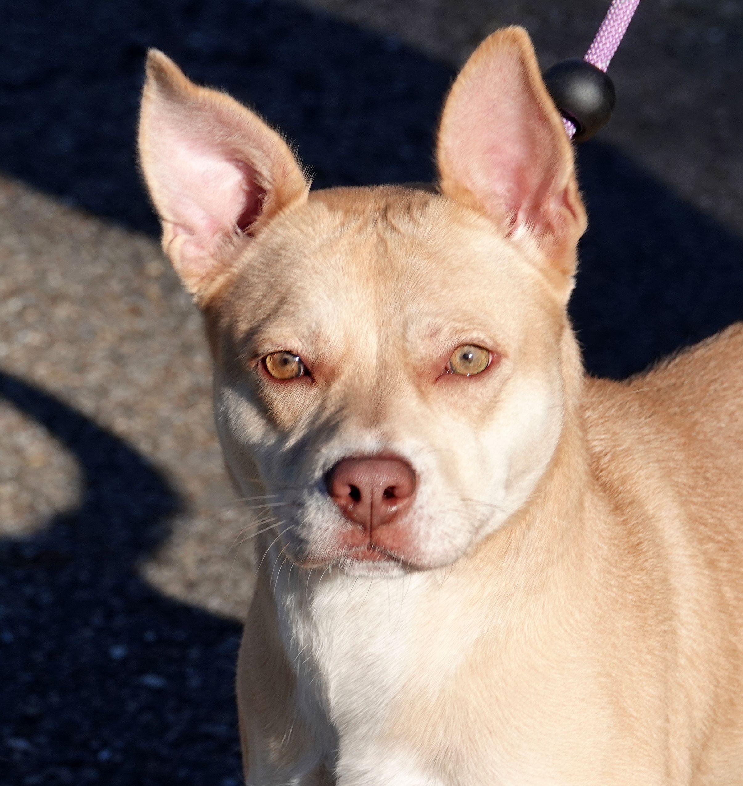 Queen, Adoptable, Young Female Terrier.