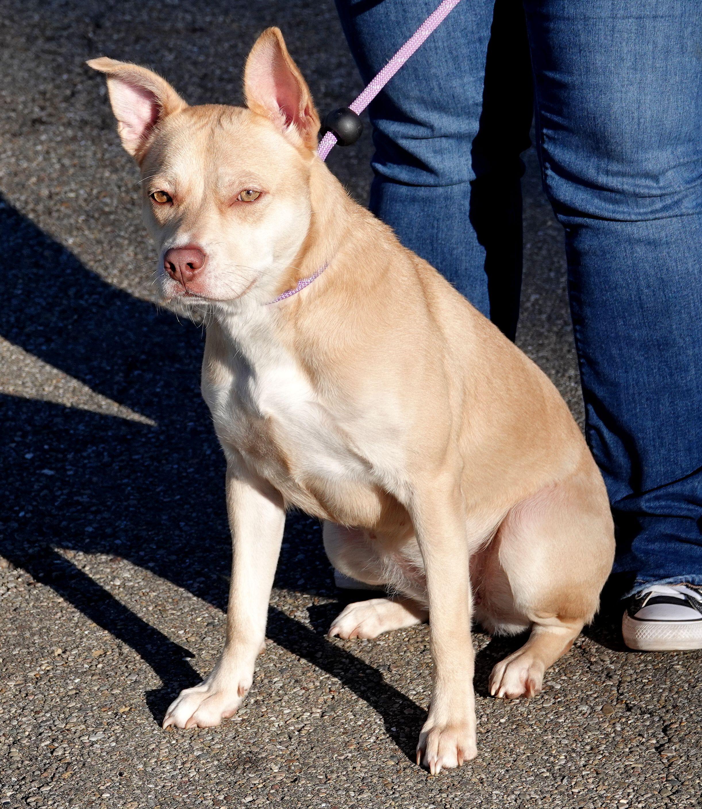 Queen, a Adoptable mixed breed in Millfield, OH image 2/4