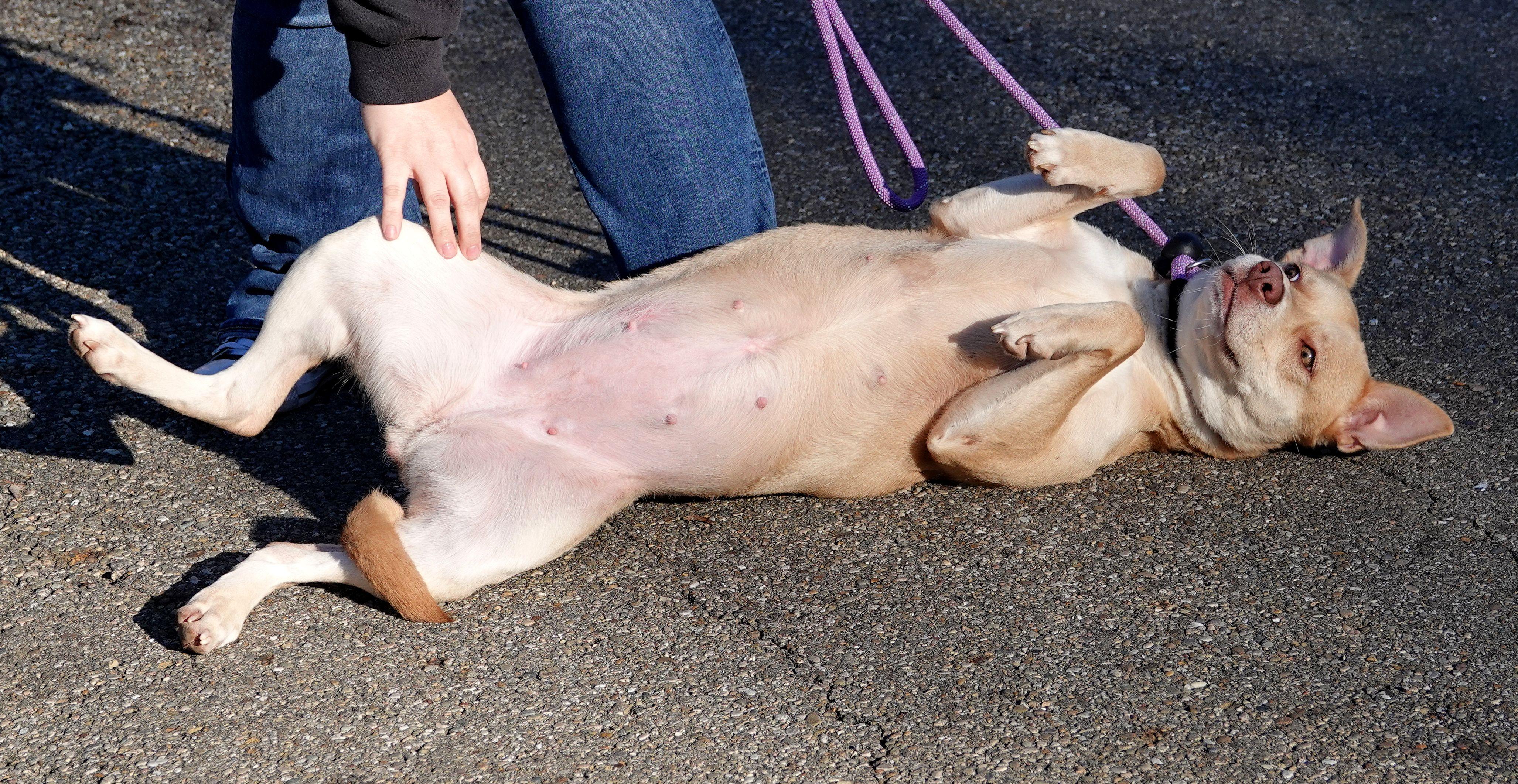 Queen, a Adoptable mixed breed in Millfield, OH image 3/4