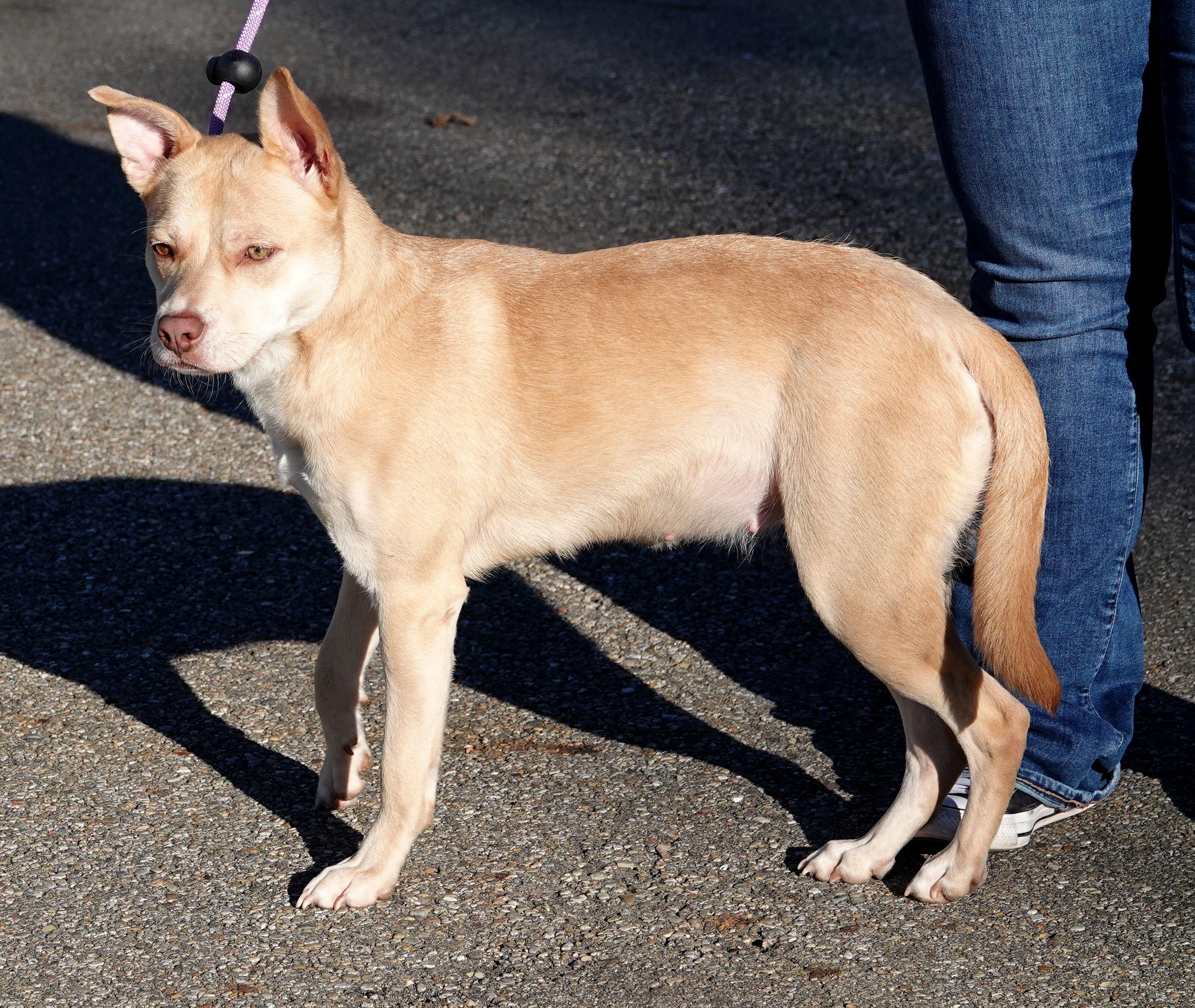 Queen, a Adoptable mixed breed in Millfield, OH image 4/4