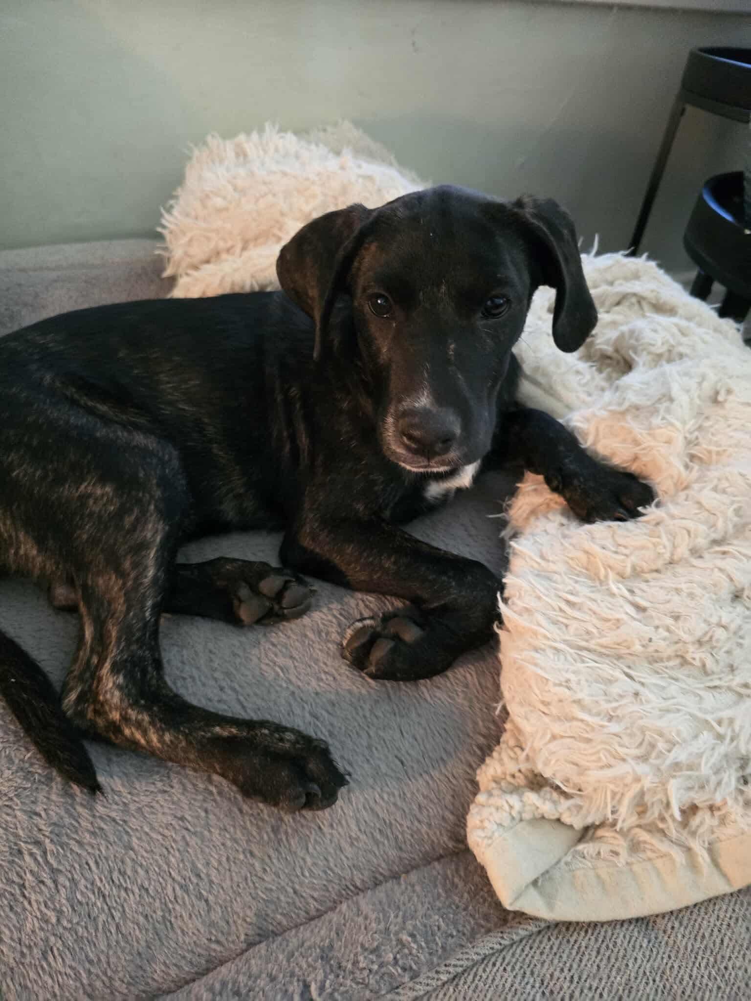 Petree, Adoptable, Puppy Female Golden Retriever & American Bully.