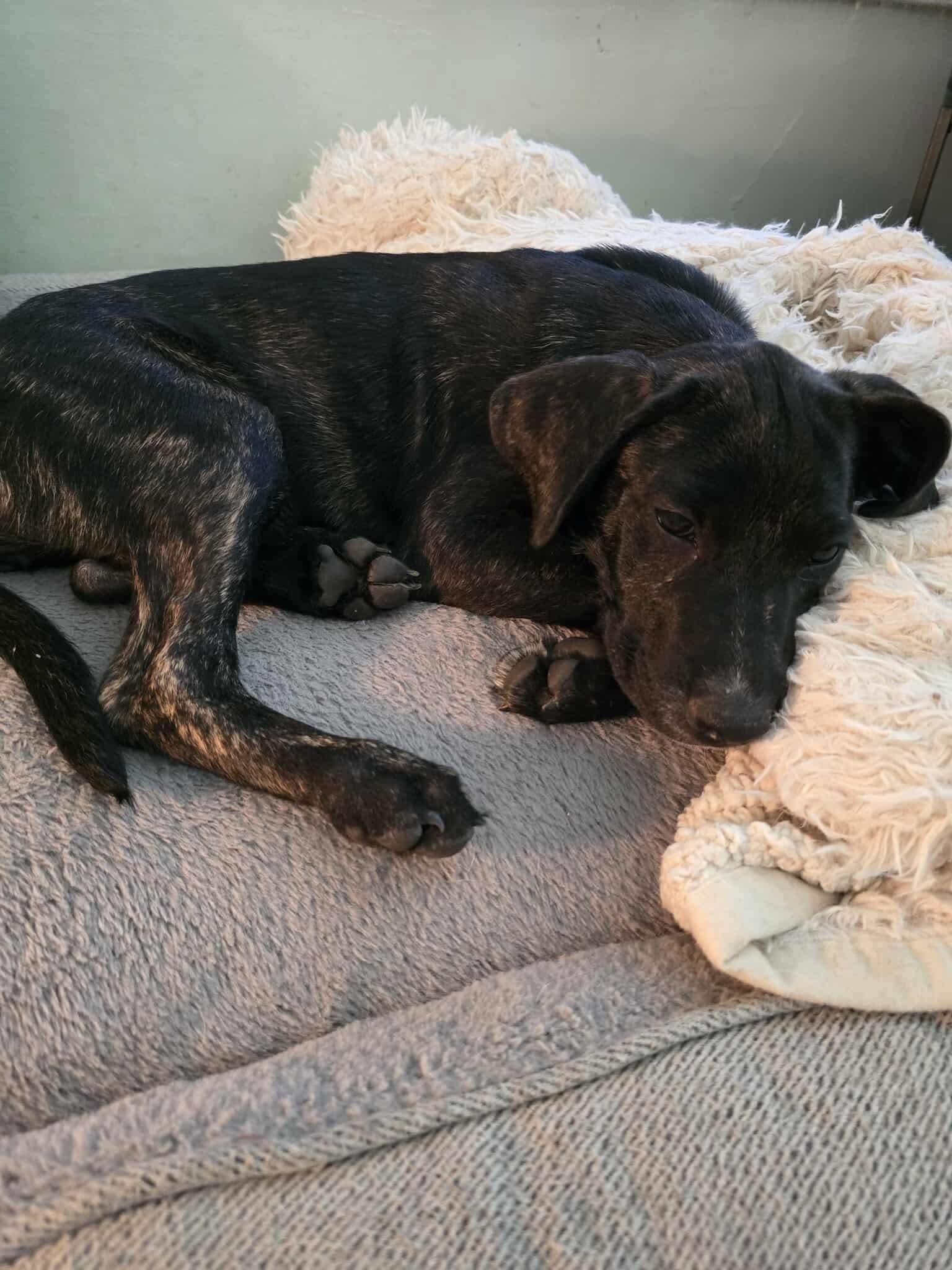 Petree, a Adoptable mixed breed in SHADE GAP, PA image 3/5