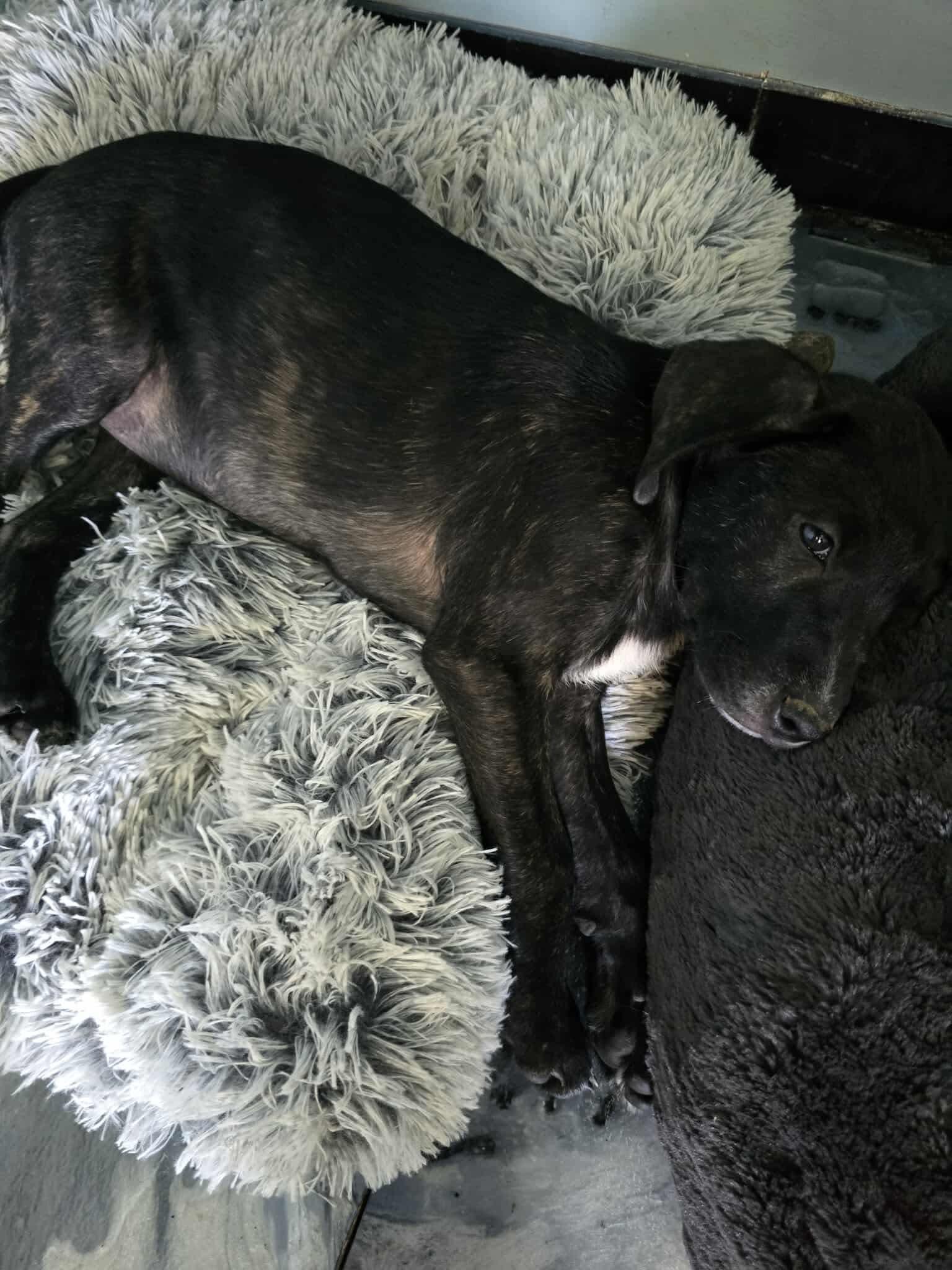 Petree, a Adoptable mixed breed in SHADE GAP, PA image 5/5