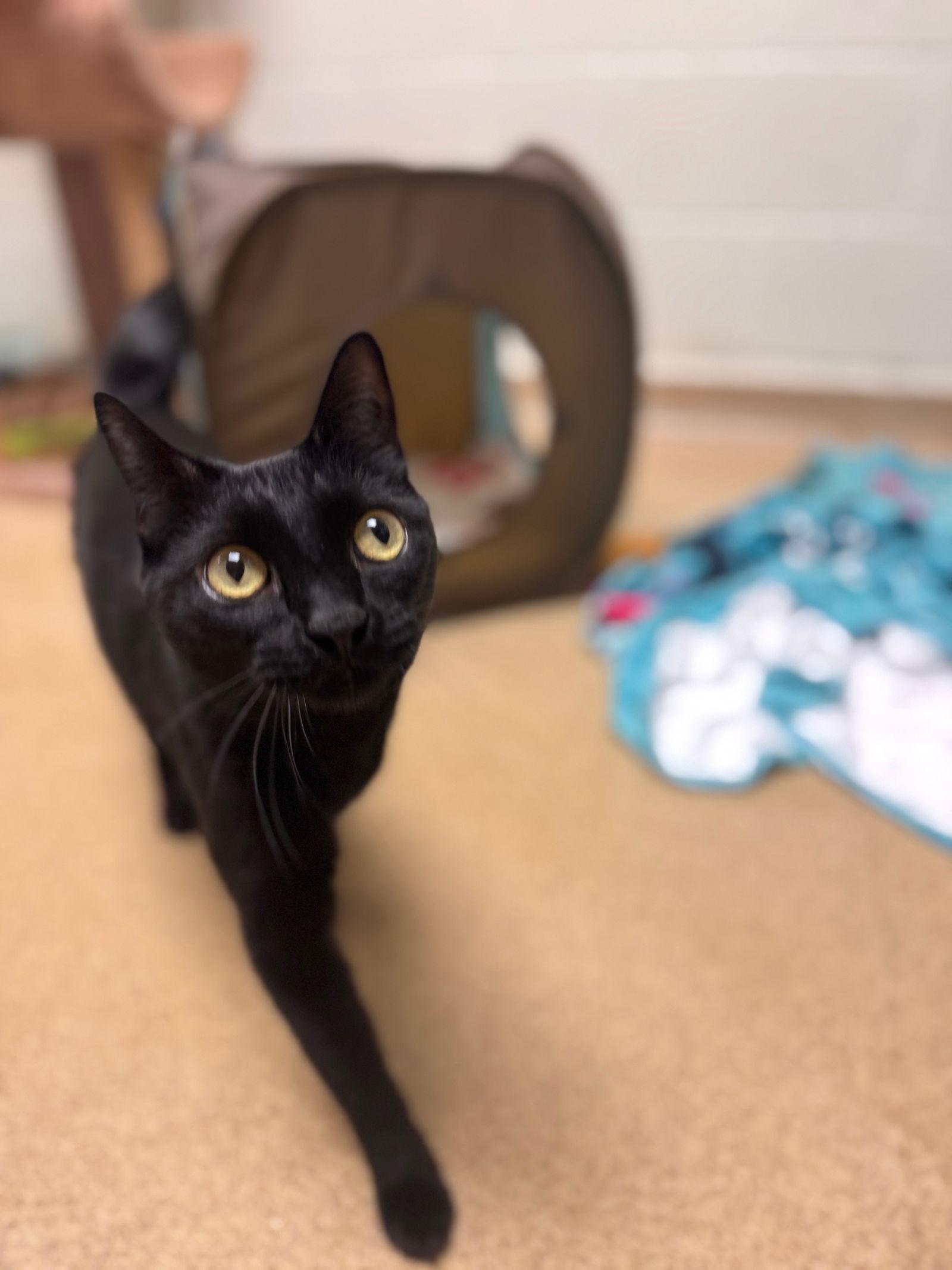 Suki - *bonded pair*, Adoptable, Adult Female Domestic Short Hair.