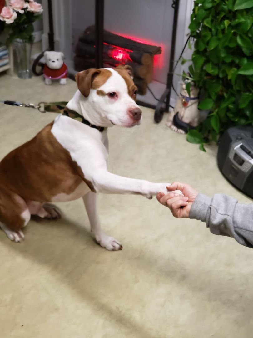 Locke, a Adoptable mixed breed in Milford, CT image 2/6