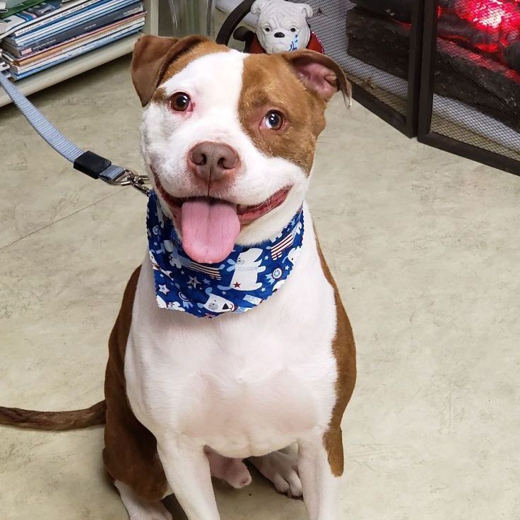 Locke, a Adoptable mixed breed in Milford, CT image 4/6