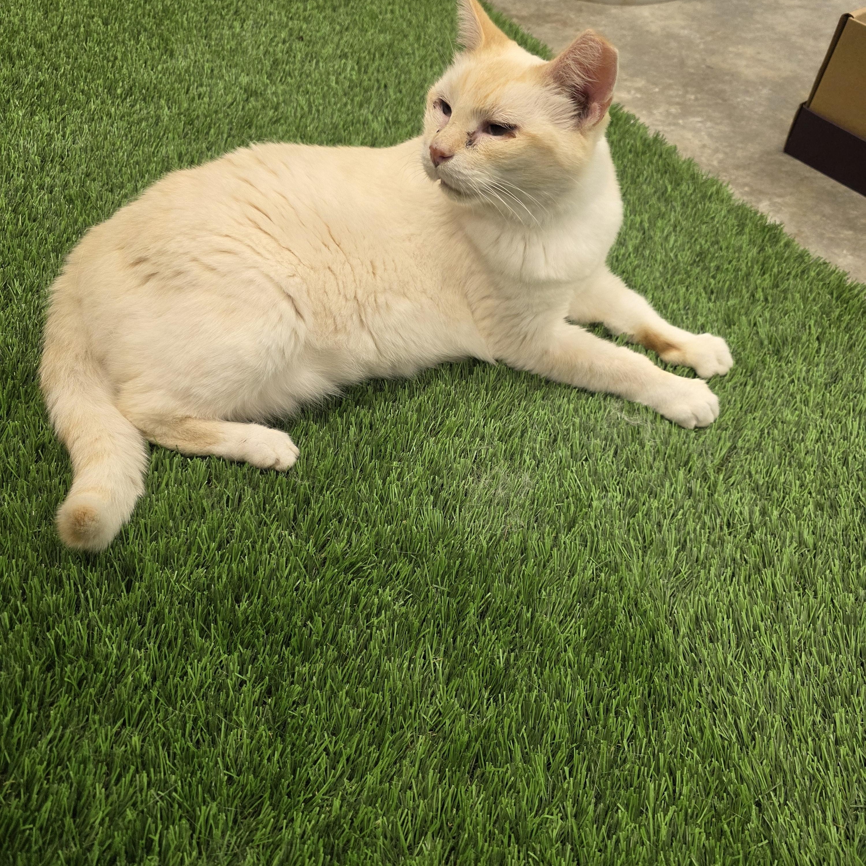 Enlarge Sally, a Adopted Domestic Short Hair in Blairsville, GA image 1/1