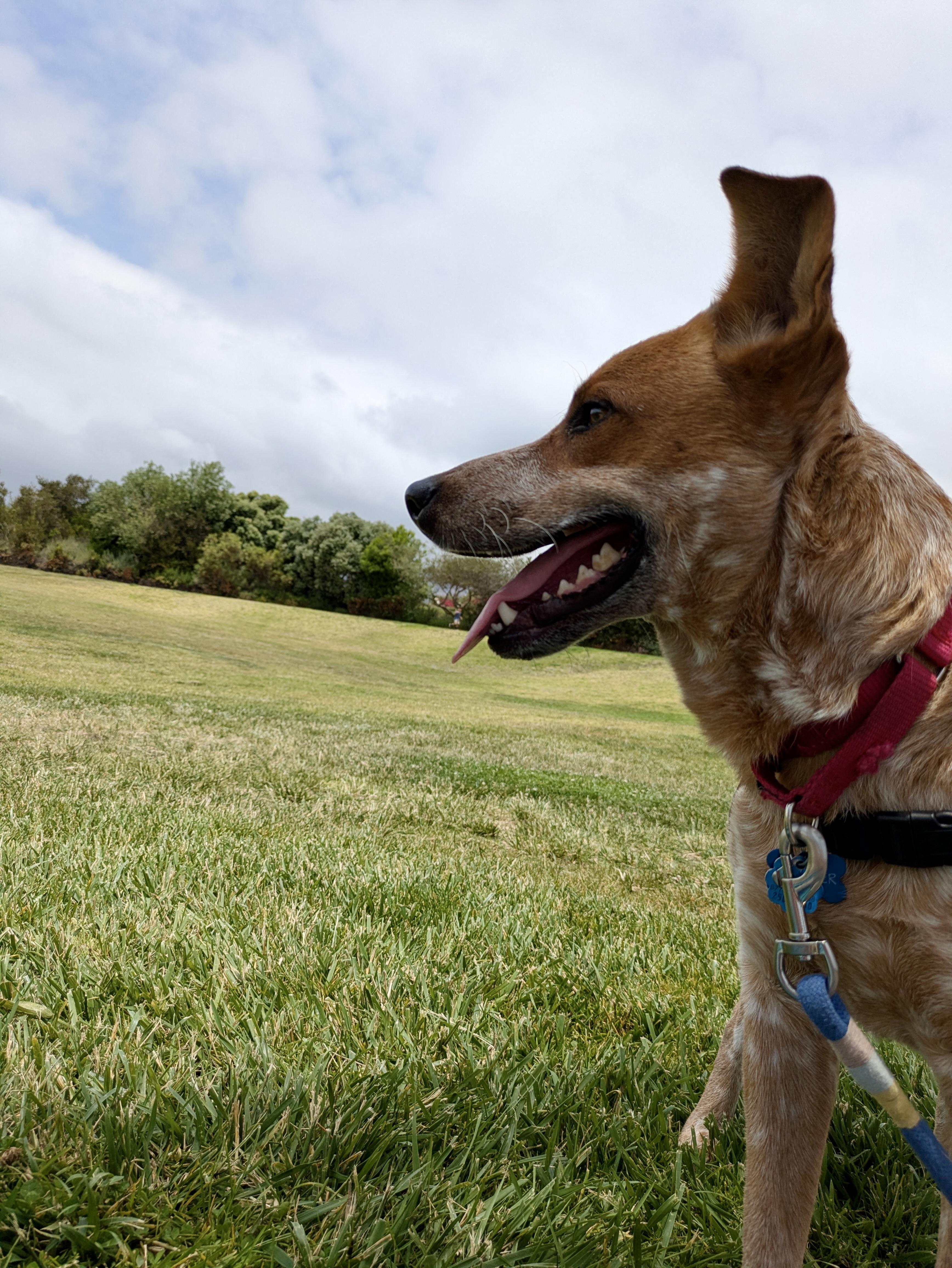 Chester, a Adoptable mixed breed in Rancho Palos Verdes, CA image 3/6