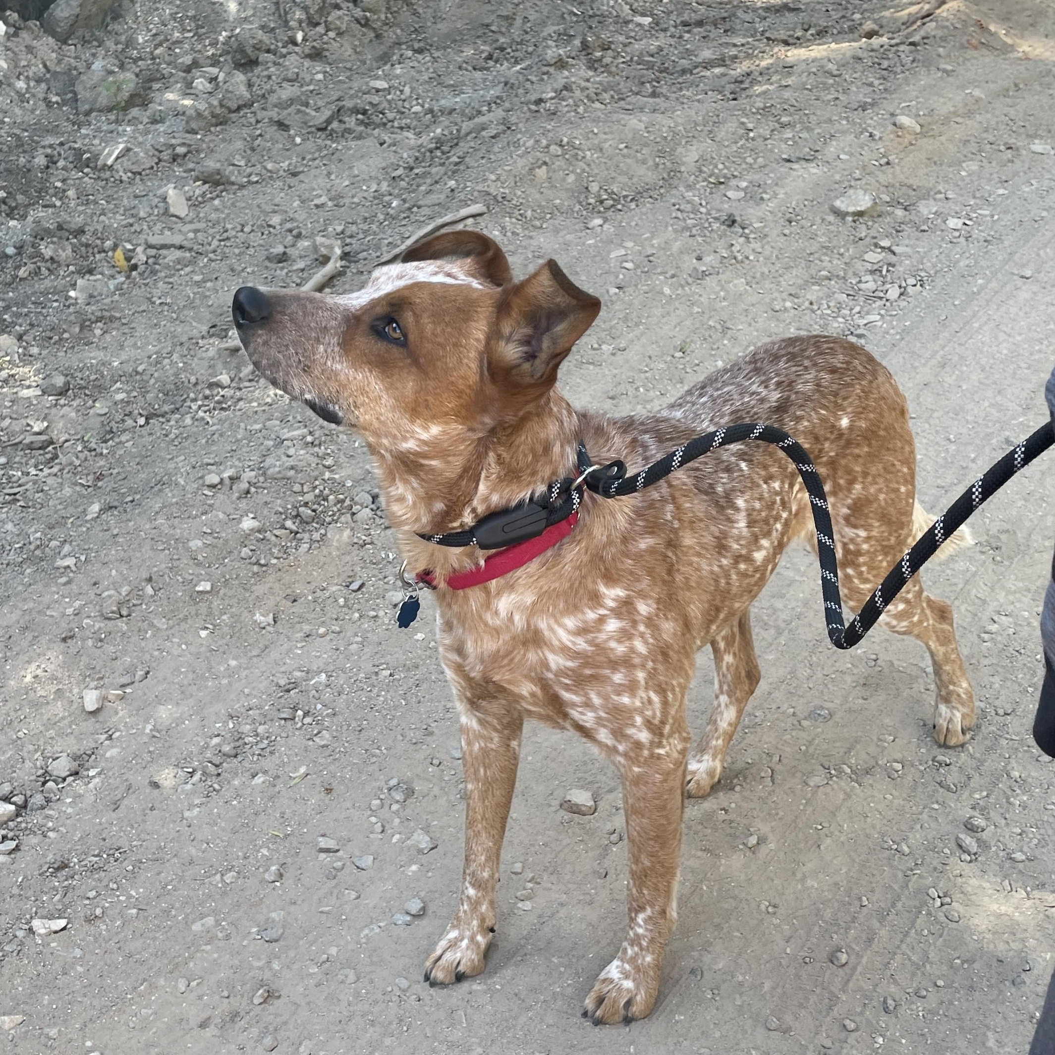 Chester, a Adoptable mixed breed in Rancho Palos Verdes, CA image 6/6