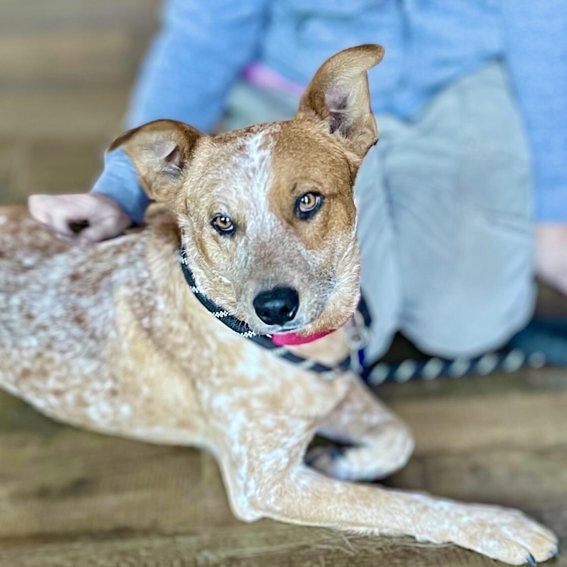 Chester, a Adoptable mixed breed in Rancho Palos Verdes, CA image 1/6
