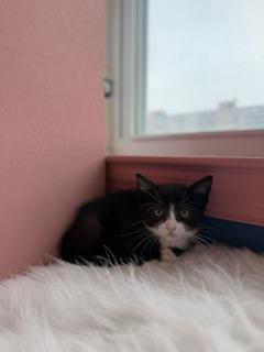 Crab Raccoon, a ADOPTABLE Domestic Short Hair in Arverne, NY image 2/3