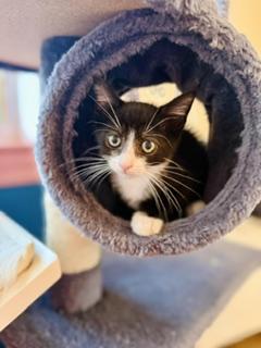 Crab Raccoon, a ADOPTABLE Domestic Short Hair in Arverne, NY image 1/3