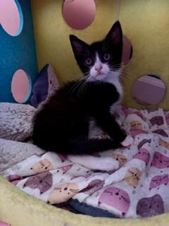 Crab Raccoon, a ADOPTABLE Domestic Short Hair in Arverne, NY image 3/3