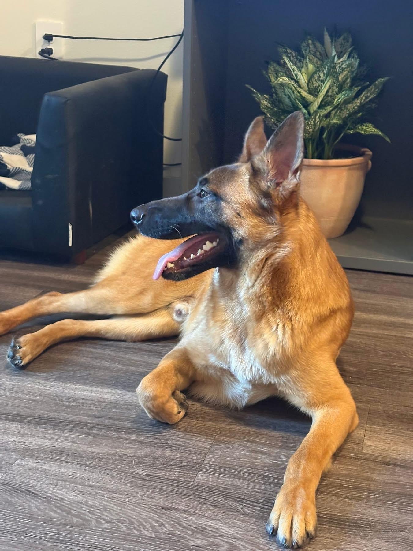 Enlarge Vinny, a ADOPTABLE mixed breed in Southlake, TX image 5/6