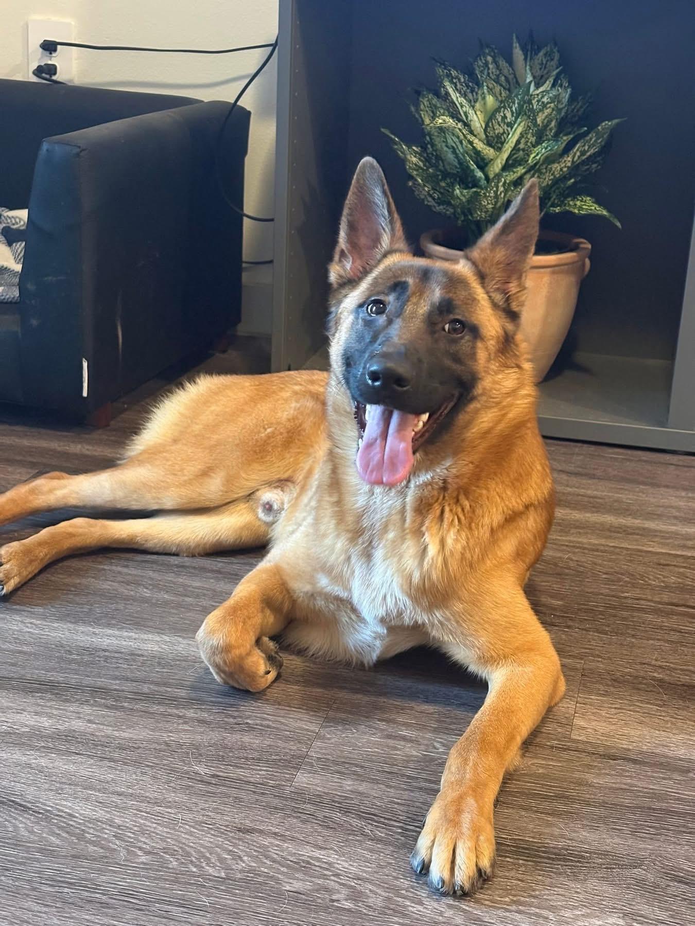 Enlarge Vinny, a ADOPTABLE mixed breed in Southlake, TX image 1/6