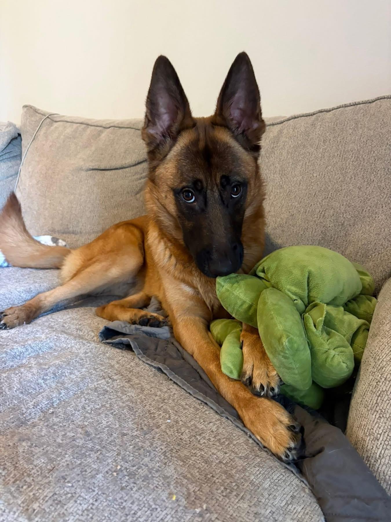 Enlarge Vinny, a ADOPTABLE mixed breed in Southlake, TX image 2/6