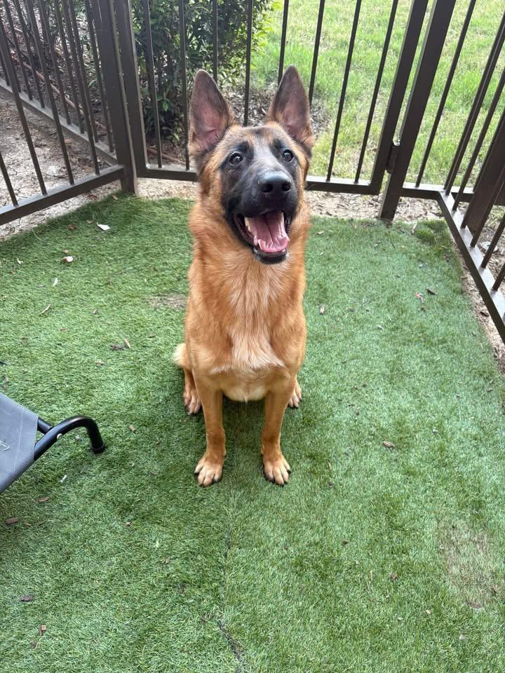 Enlarge Vinny, a ADOPTABLE mixed breed in Southlake, TX image 3/6