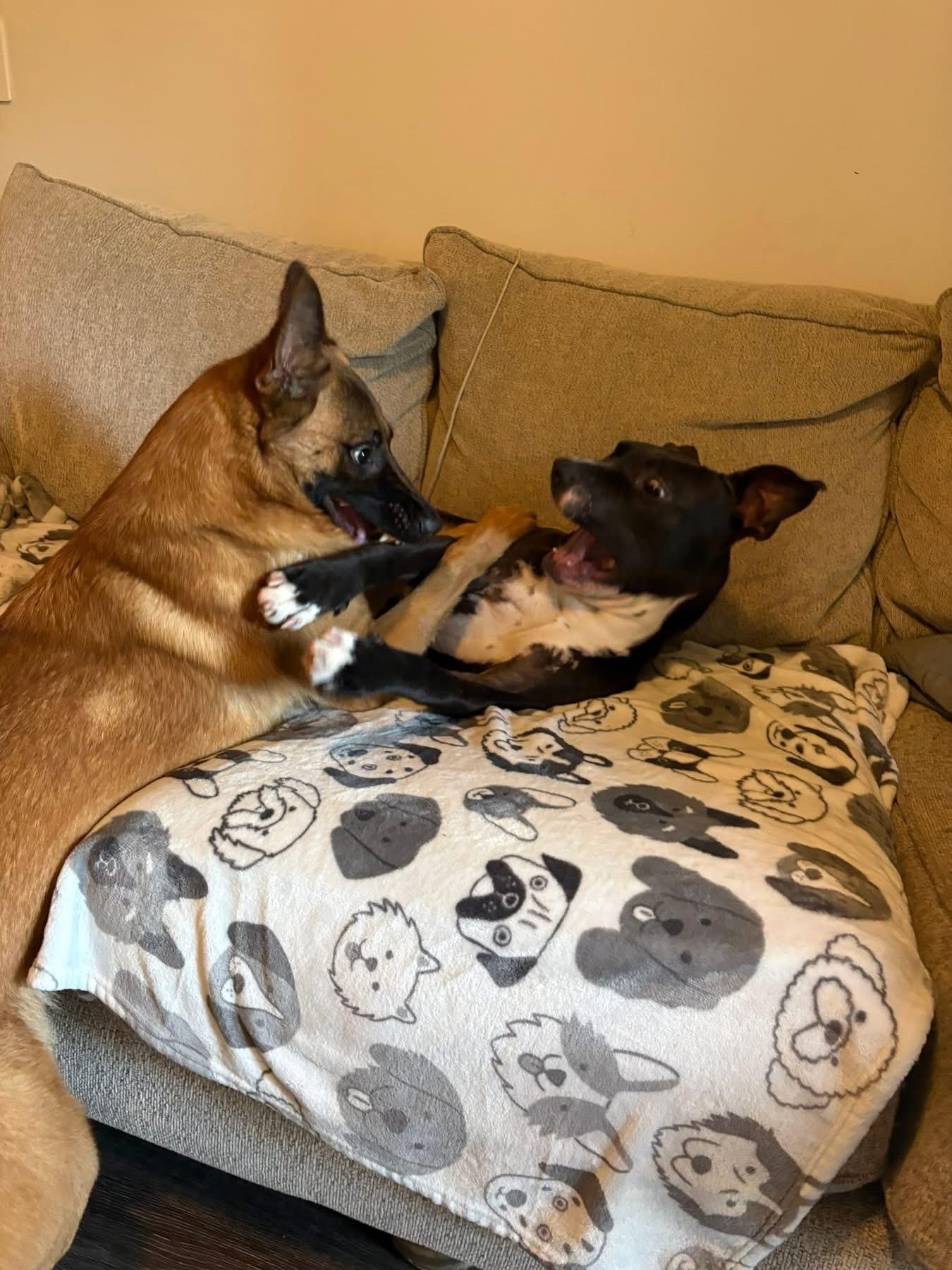 Enlarge Vinny, a ADOPTABLE mixed breed in Southlake, TX image 6/6