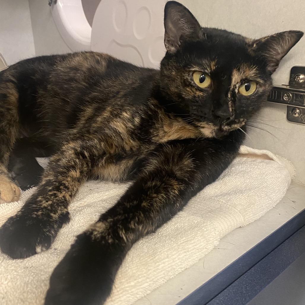 Enlarge Butternut, a Adoptable Domestic Short Hair in Dayton, OH image 1/3