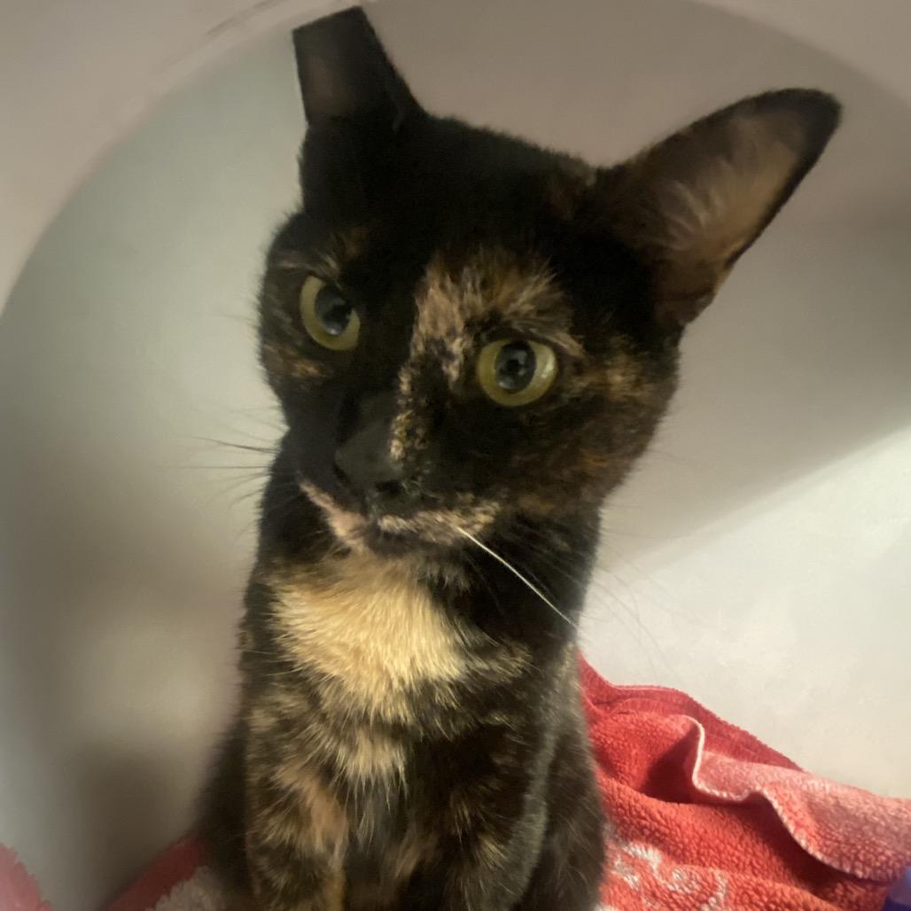 Enlarge Butternut, a Adoptable Domestic Short Hair in Dayton, OH image 2/3