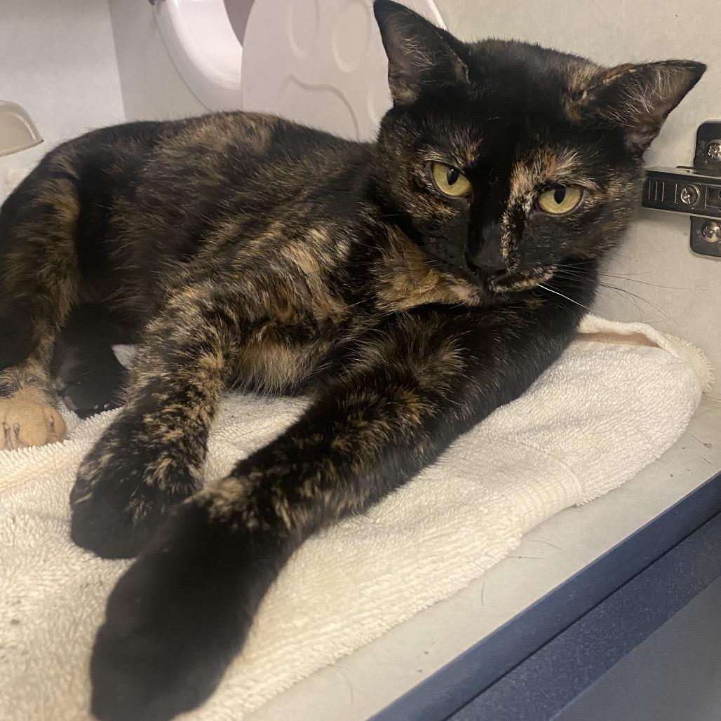 Enlarge Butternut, a Adoptable Domestic Short Hair in Dayton, OH image 3/3