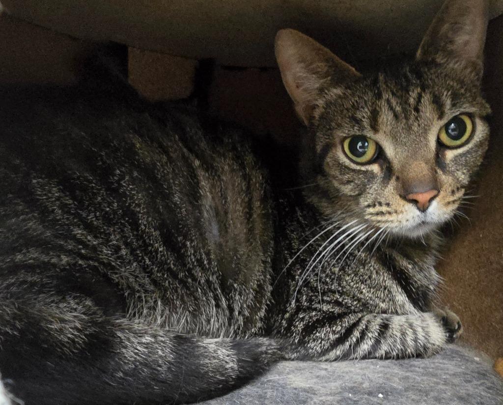 Enlarge Little Man, a Adoptable mixed breed in Auburn, IN image 1/3
