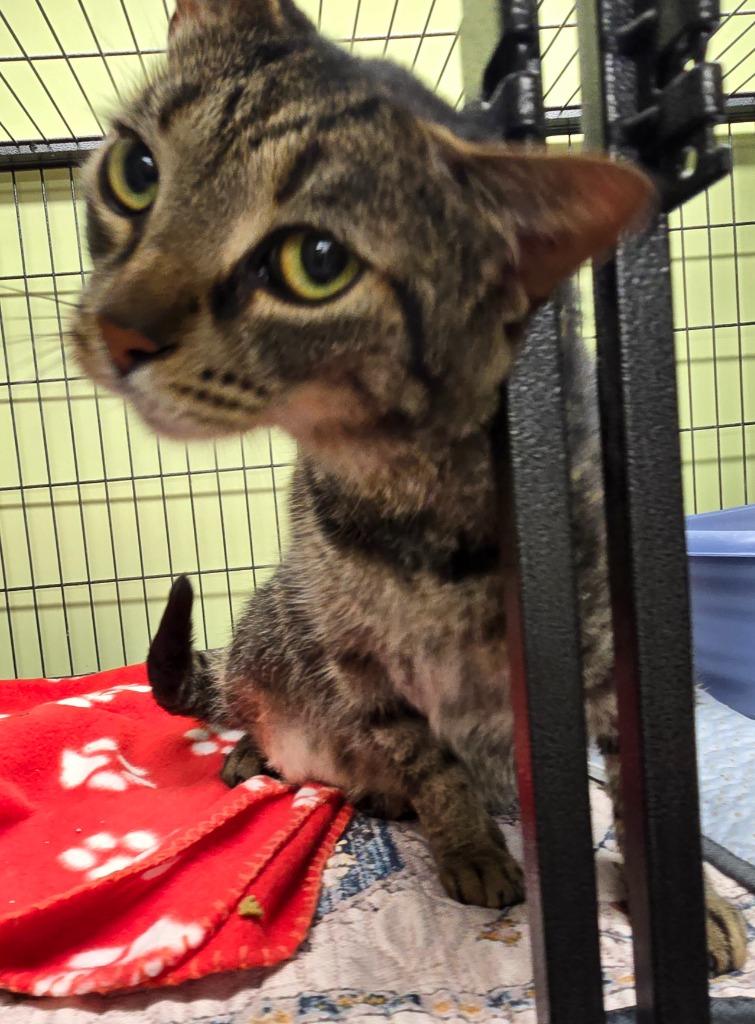 Enlarge Little Man, a Adoptable mixed breed in Auburn, IN image 2/3