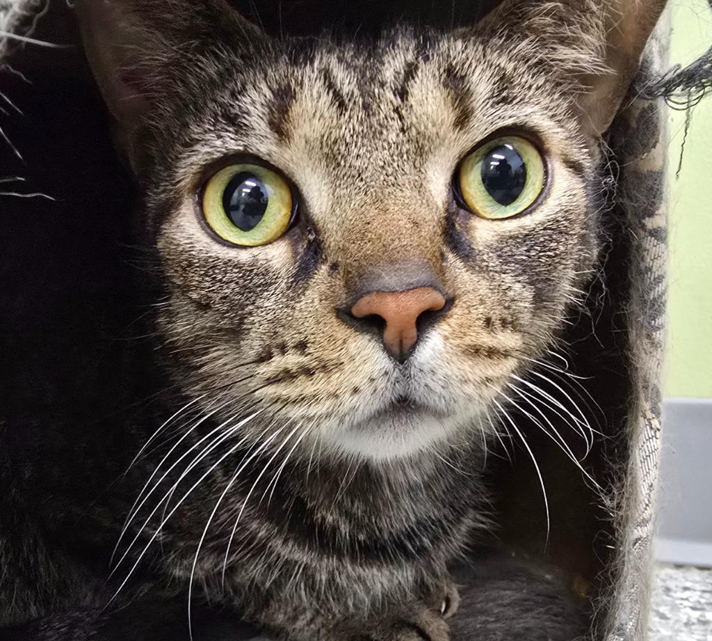 Enlarge Little Man, a Adoptable mixed breed in Auburn, IN image 3/3