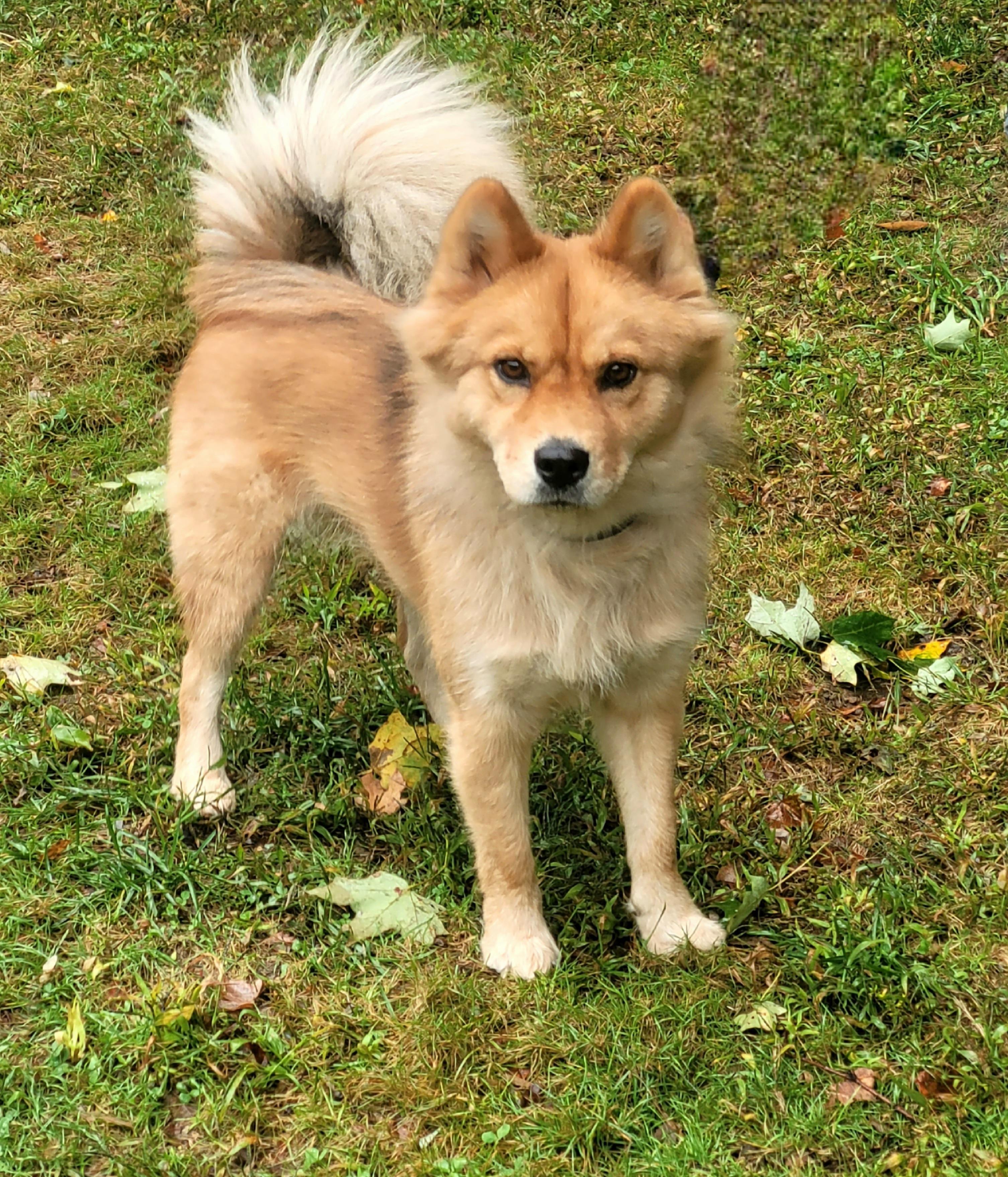 Enlarge Ella, a Adoptable mixed breed in Terryville, CT image 2/6