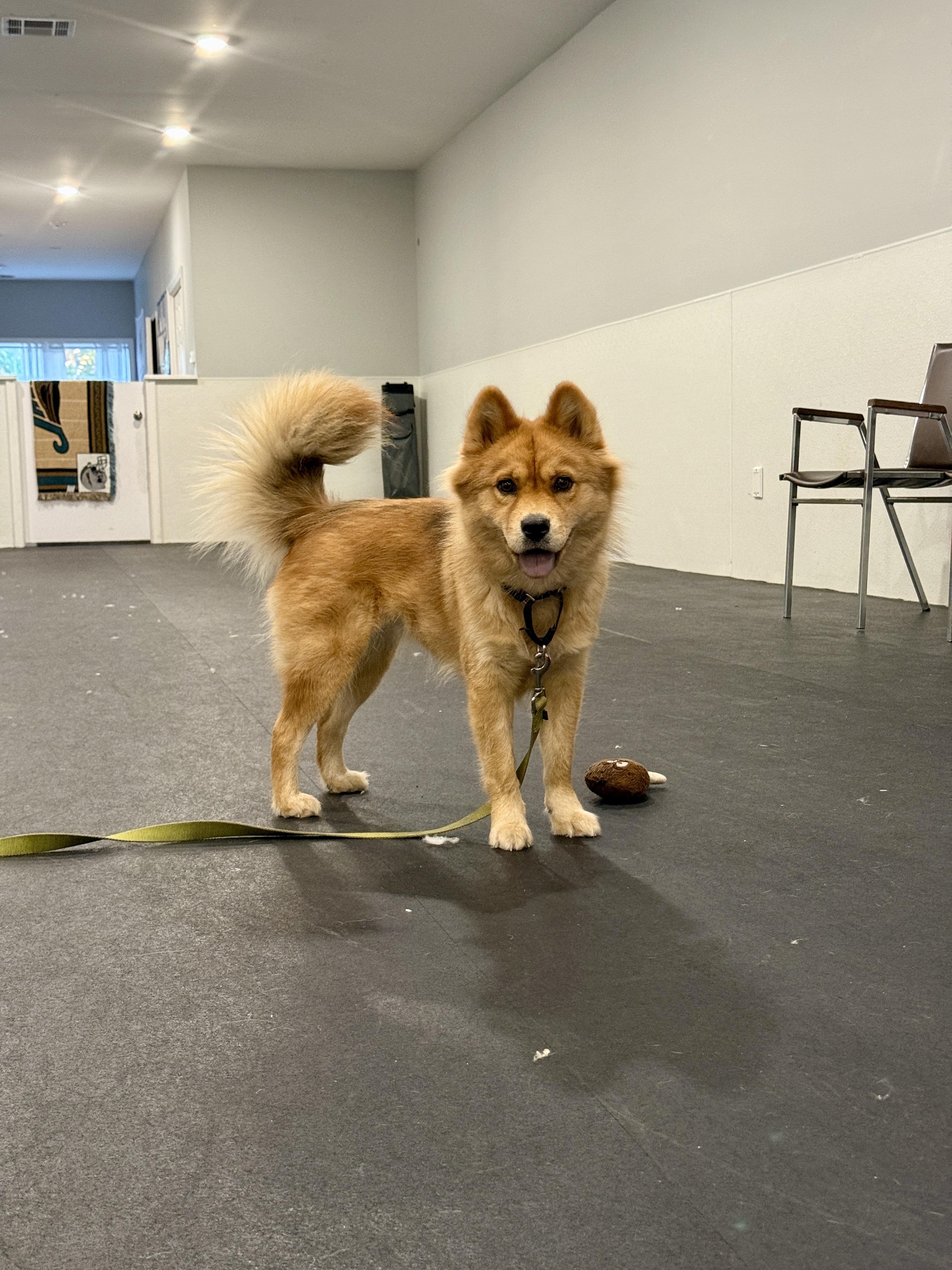 Enlarge Ella, a Adoptable mixed breed in Terryville, CT image 3/6