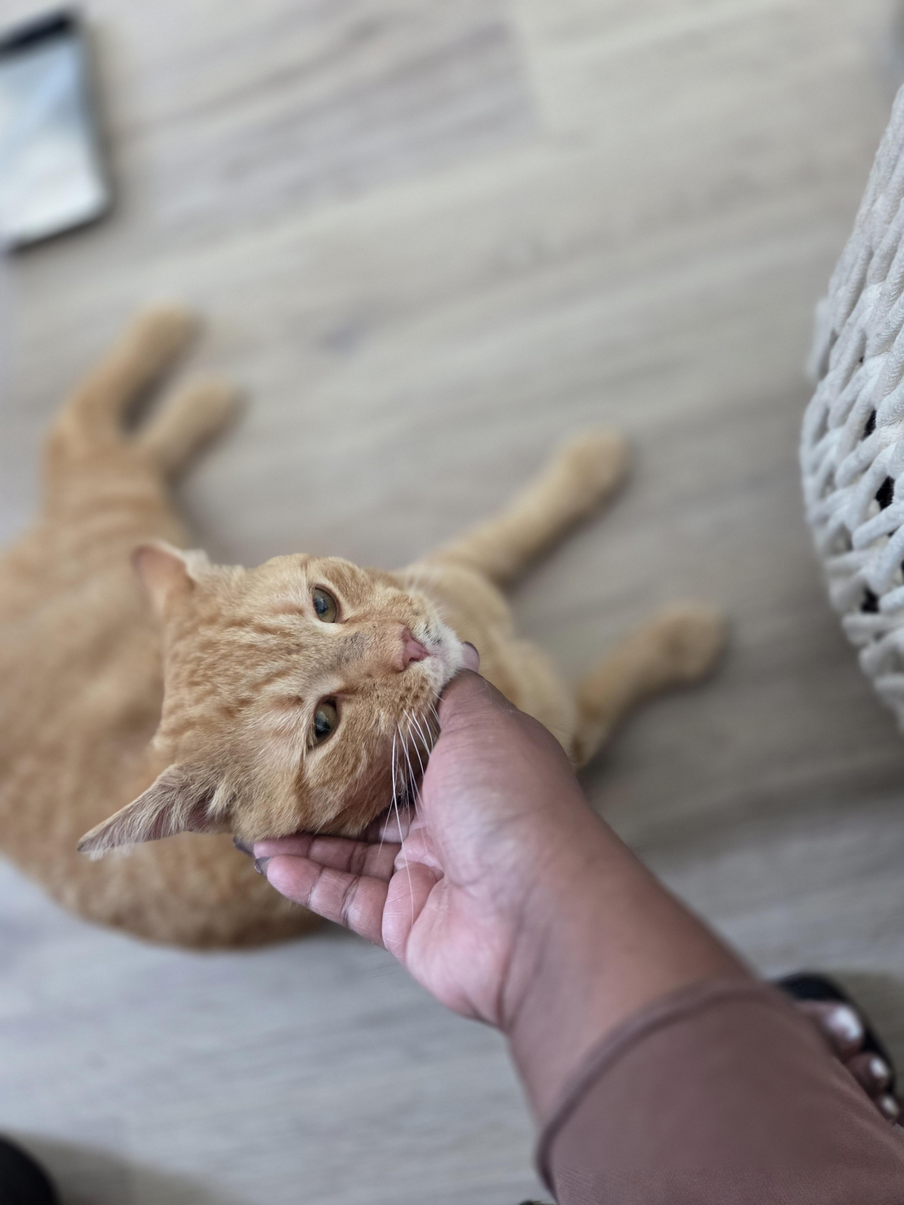 Enlarge Rudy, an adopted Tabby in Bayonne, NJ image 2/3
