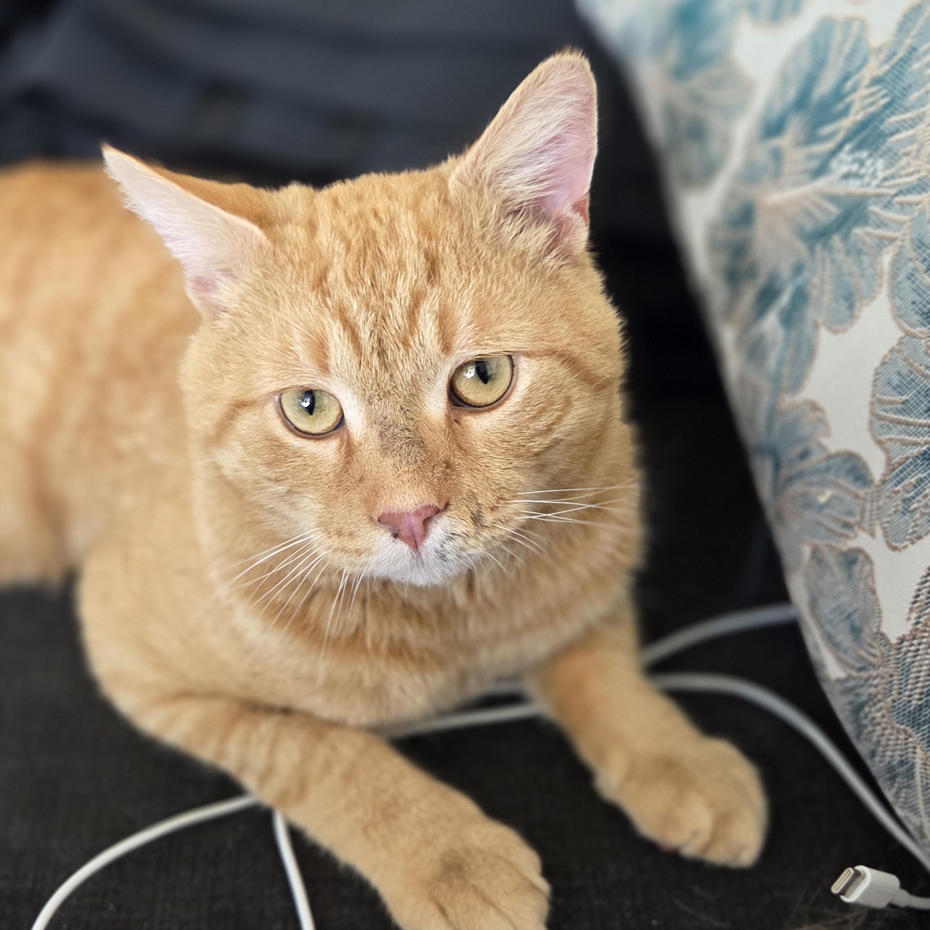 Enlarge Rudy, an adopted Tabby in Bayonne, NJ image 1/3
