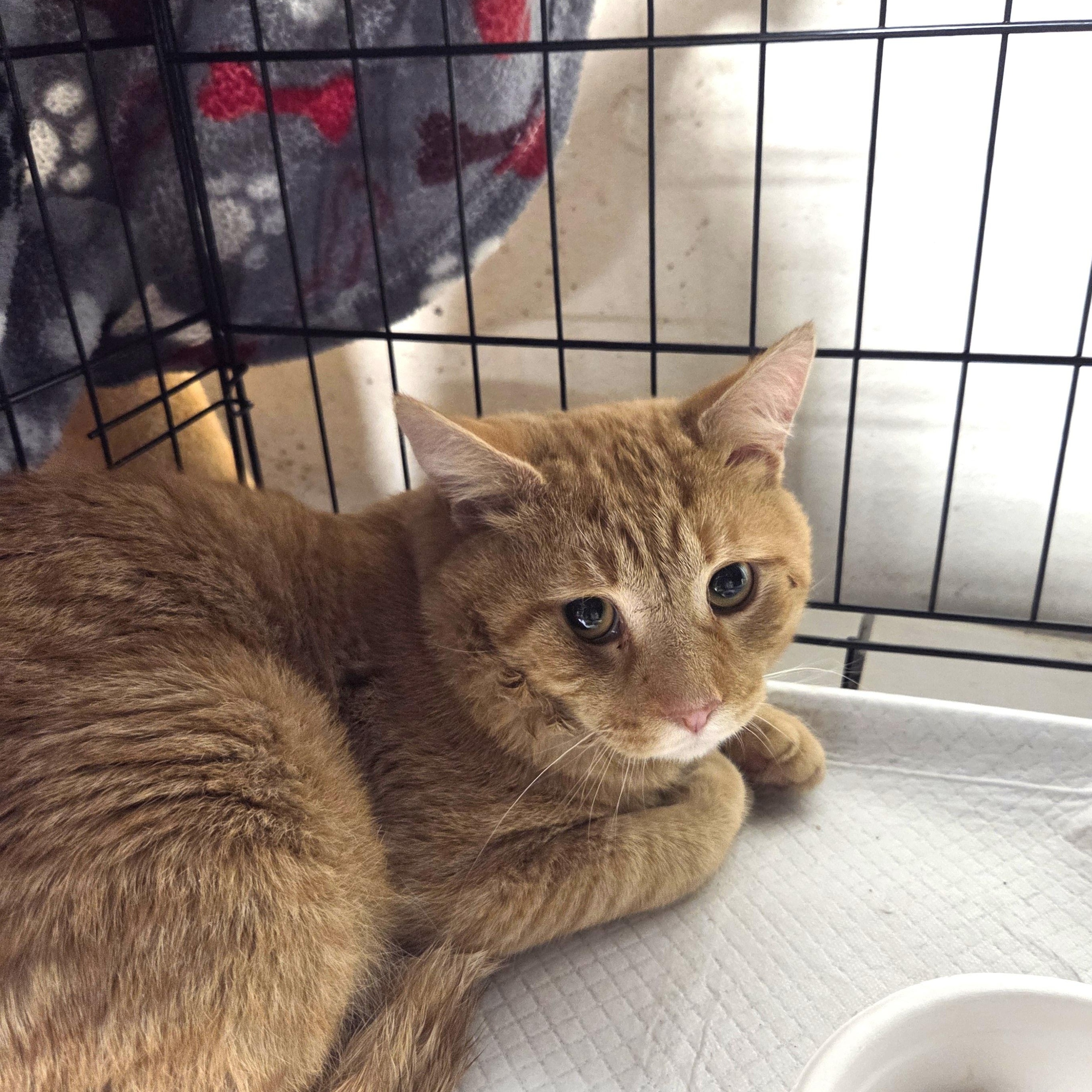 Enlarge Rudy, an adopted Tabby in Bayonne, NJ image 3/3