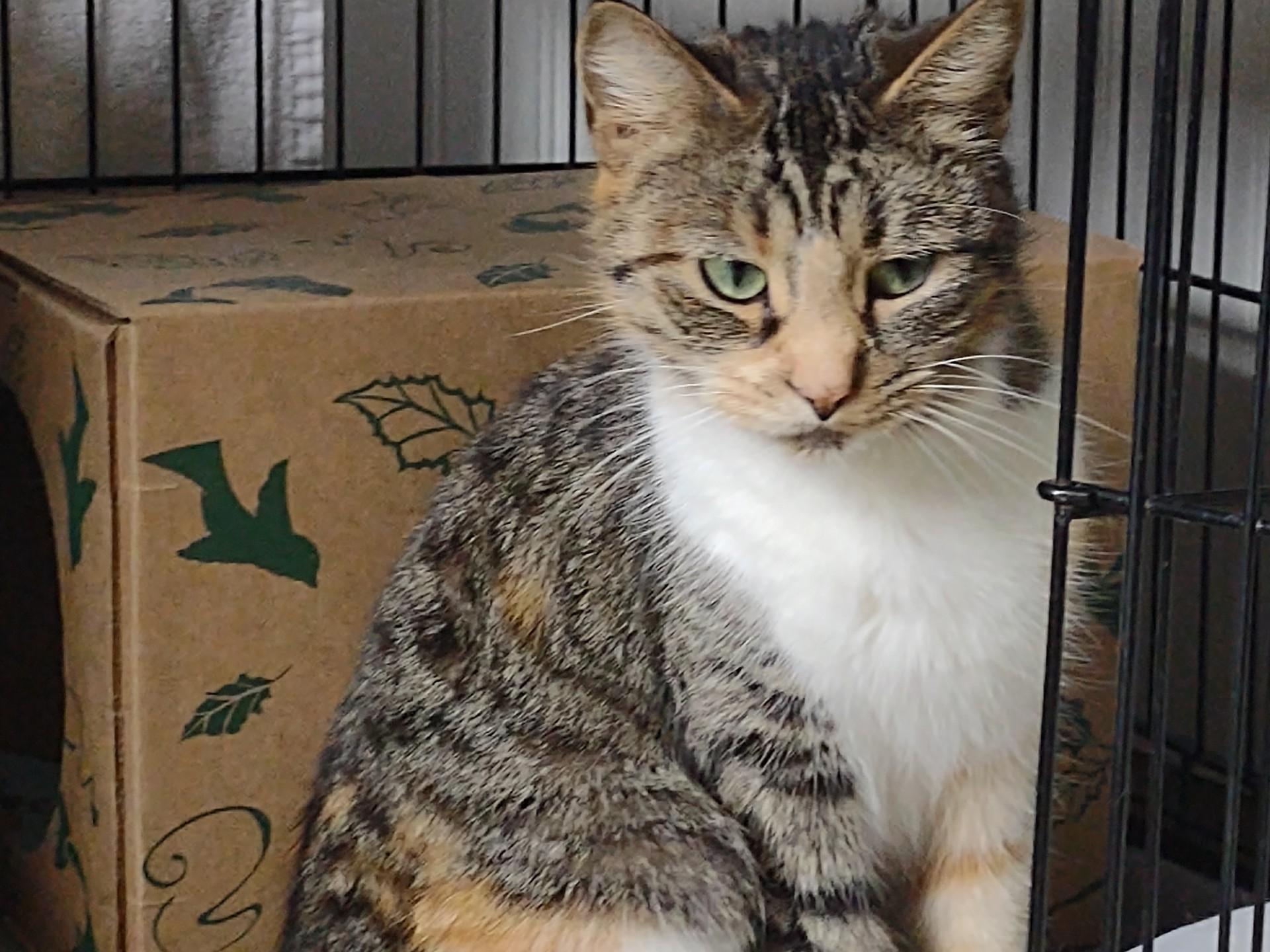 Enlarge Miss Marmalade, a ADOPTABLE mixed breed in Montour Falls, NY image 5/5