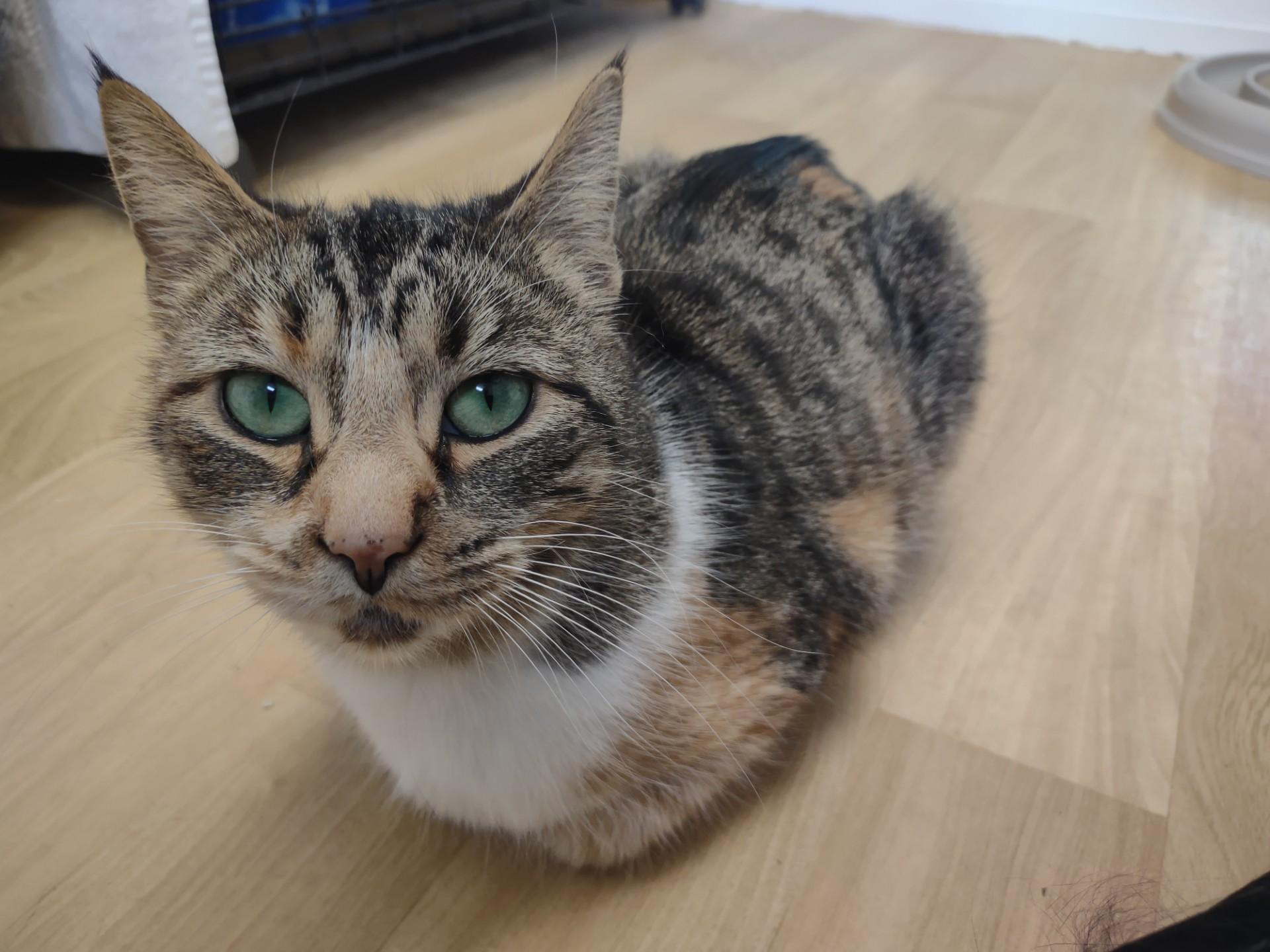 Enlarge Miss Marmalade, a ADOPTABLE mixed breed in Montour Falls, NY image 3/5