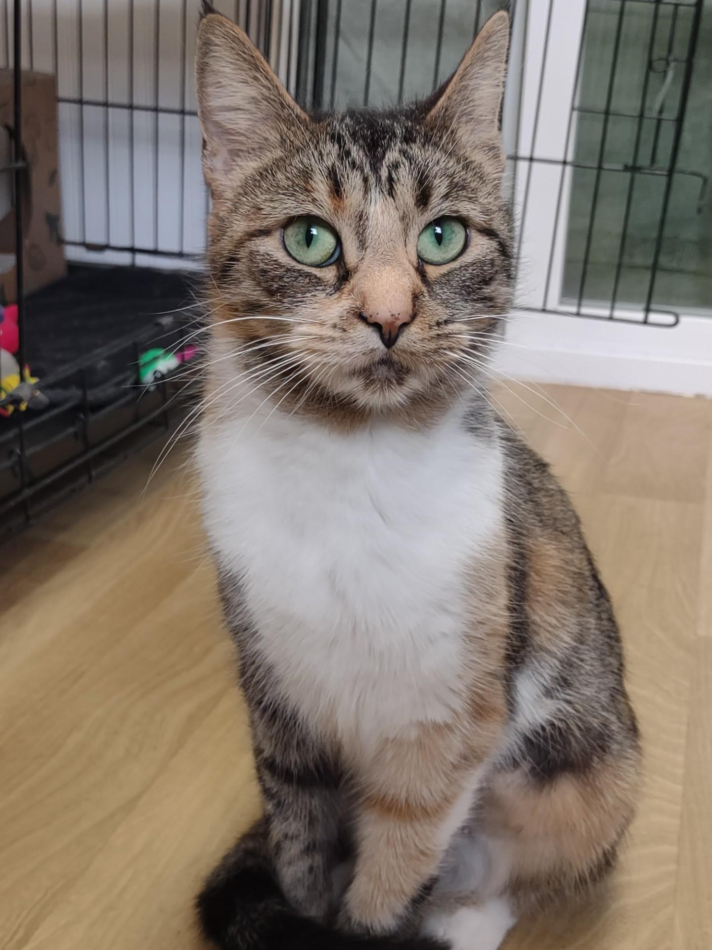 Enlarge Miss Marmalade, a ADOPTABLE mixed breed in Montour Falls, NY image 2/5