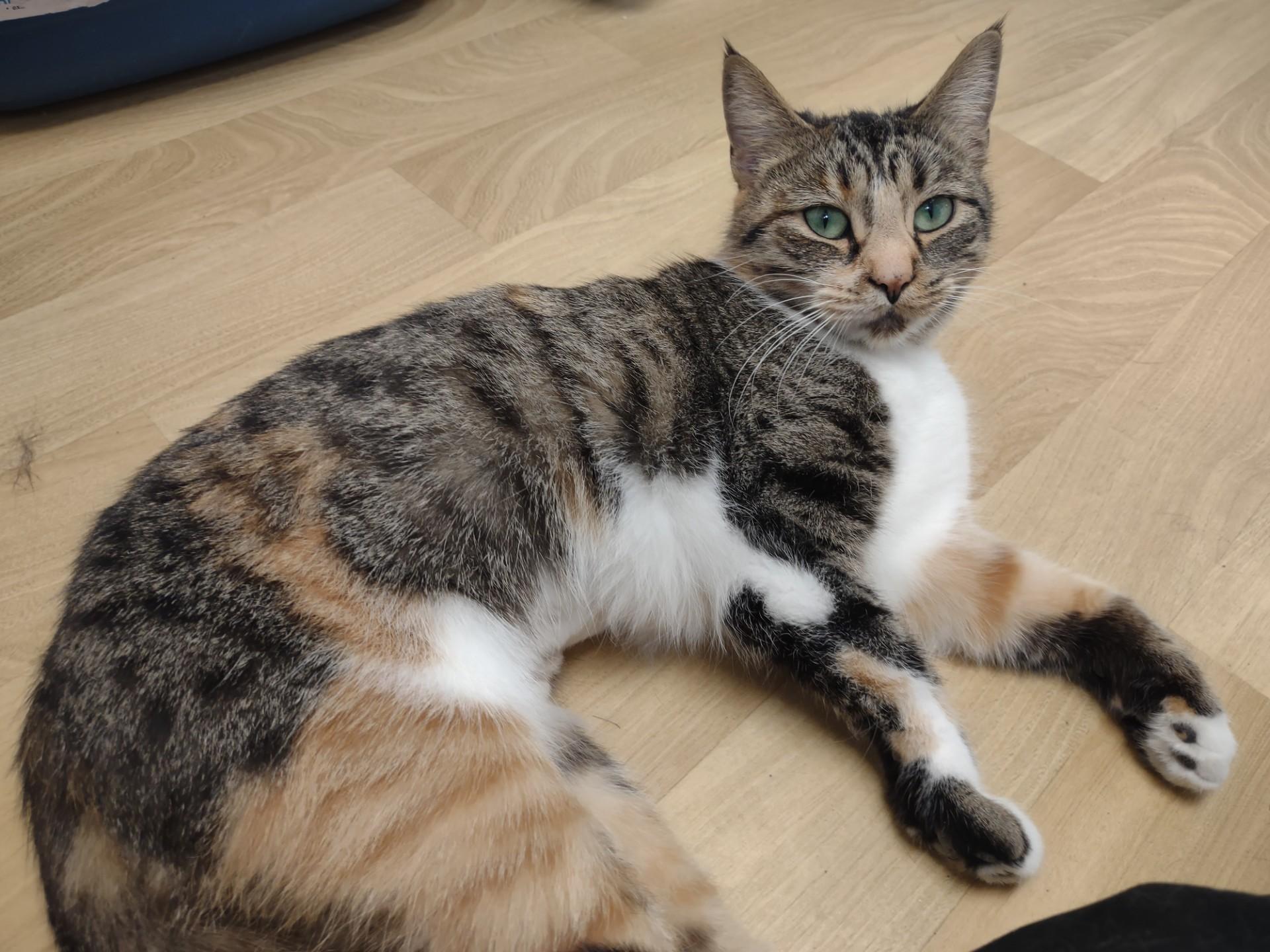 Enlarge Miss Marmalade, a ADOPTABLE mixed breed in Montour Falls, NY image 4/5