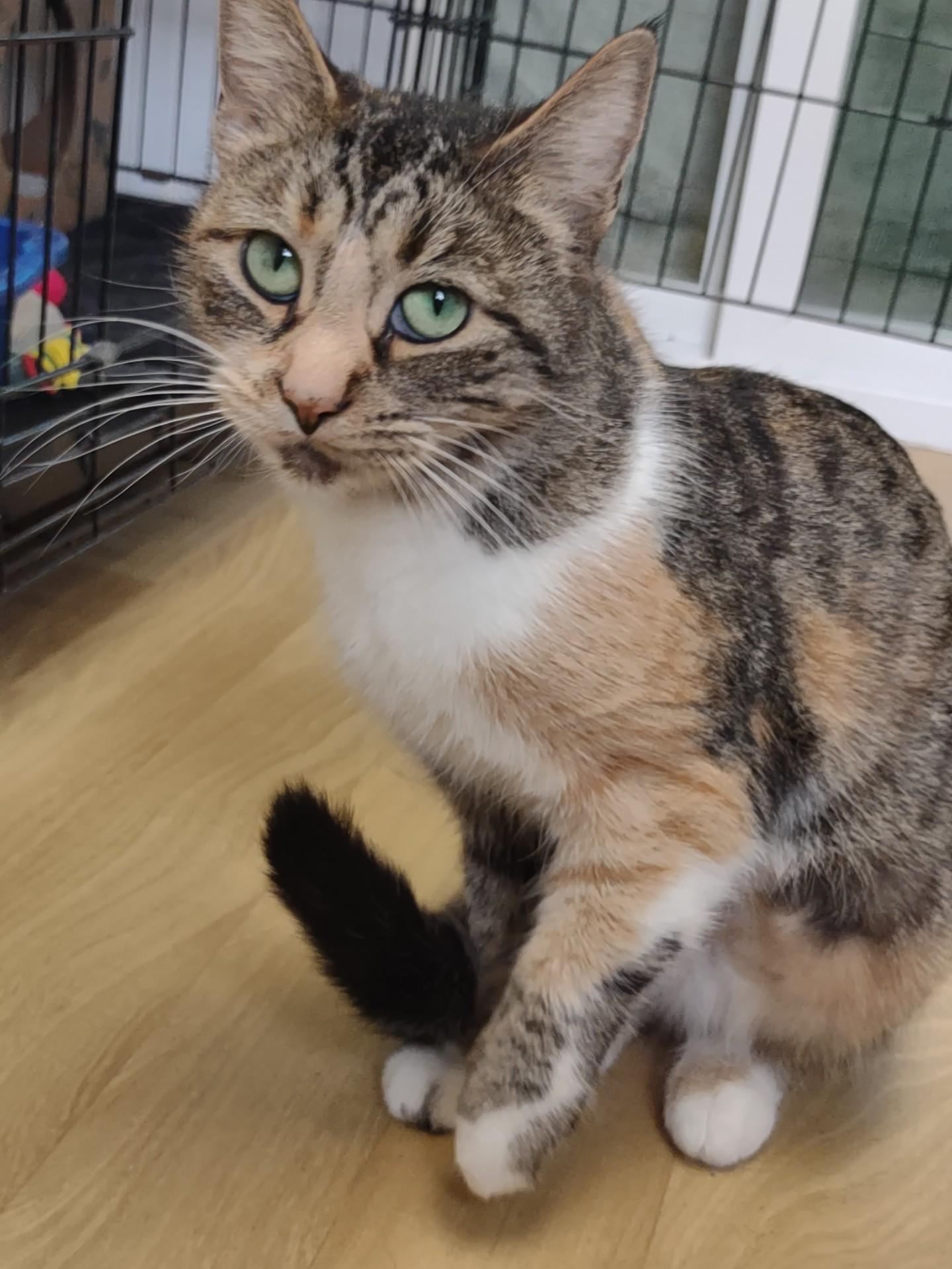 Miss Marmalade, ADOPTABLE, Young Female Calico & Domestic Short Hair.