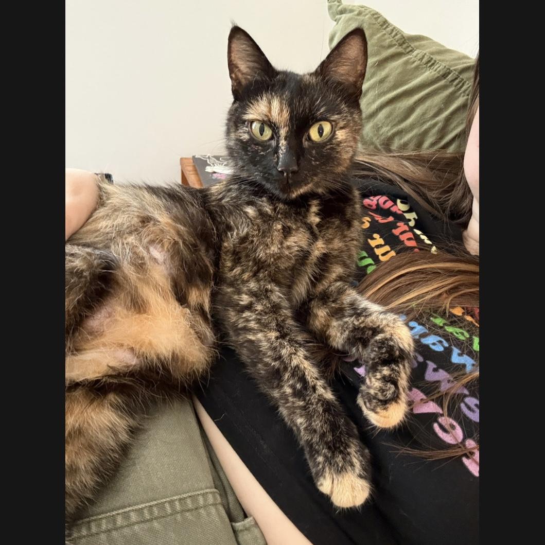 Cher, a ADOPTABLE Domestic Short Hair in Clyde, NC image 1/5
