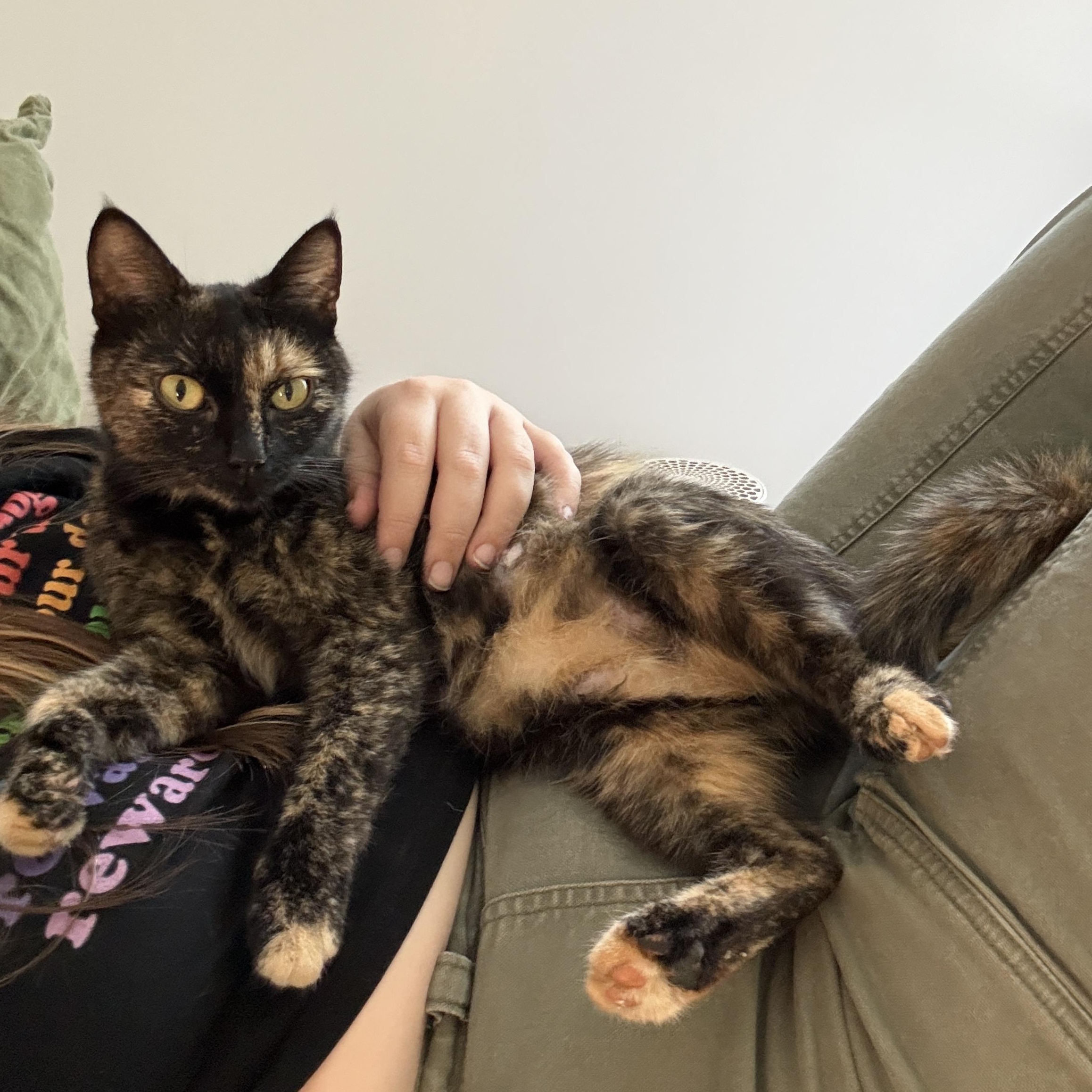 Cher, a ADOPTABLE Domestic Short Hair in Clyde, NC image 3/5
